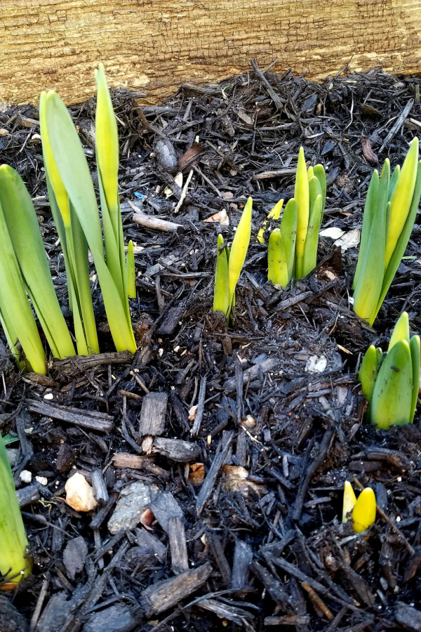 Tulips starting to sprout in the ground. 