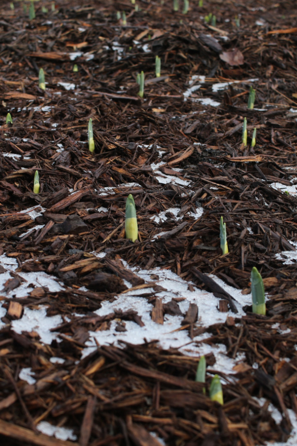 Tulip bulbs sprouting up through shredded wood mulch in early spring.