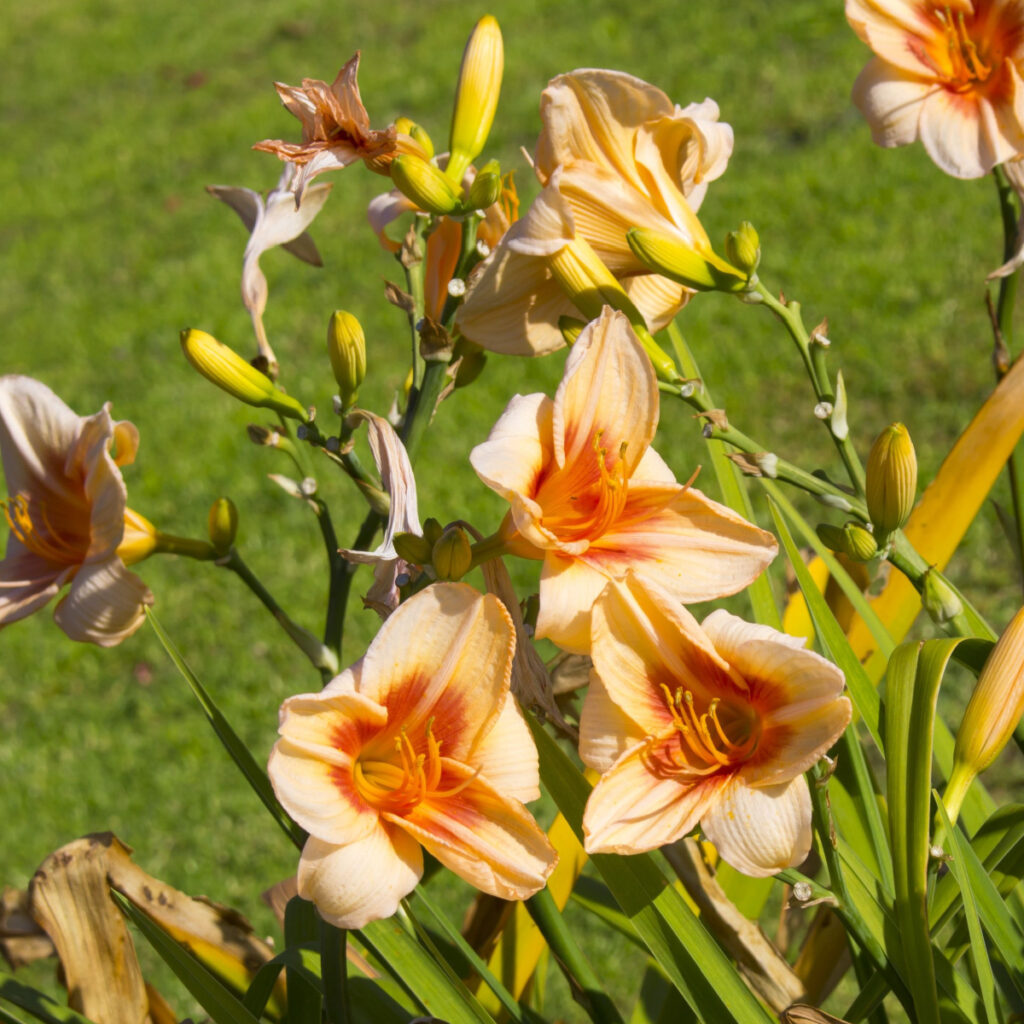 daylilies in the fall