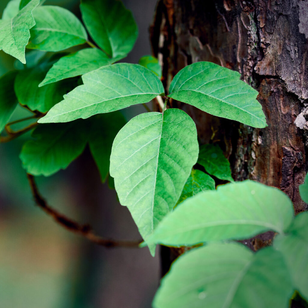 poison ivy - how to kill and get rid of it