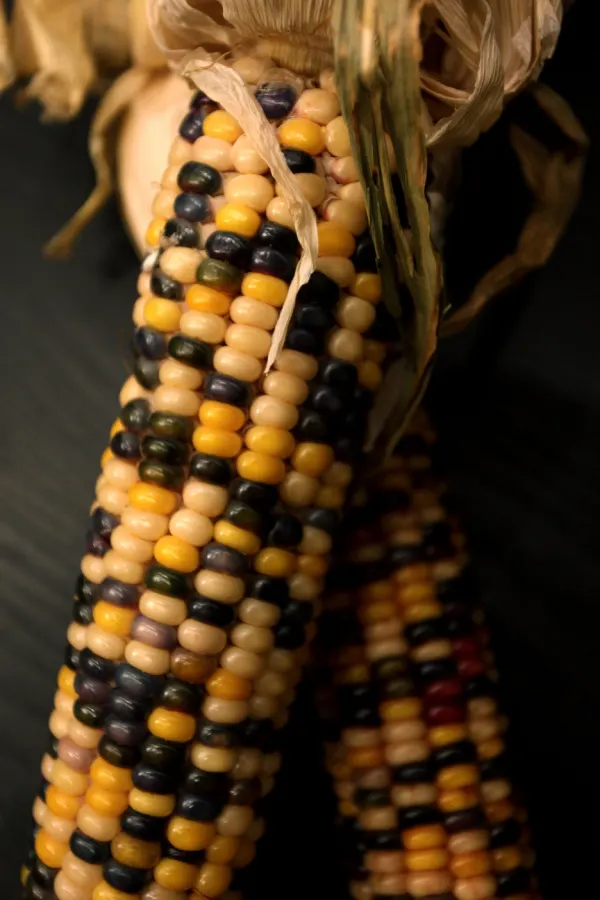 heirloom corn seed