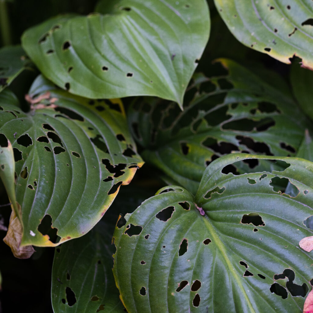 how to cut back, divide and transplant hostas in the fall