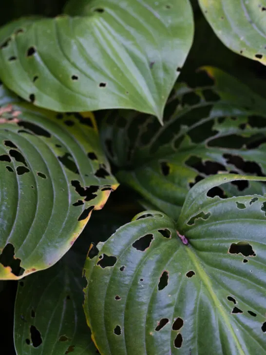 how to cut back, divide and transplant hostas in the fall