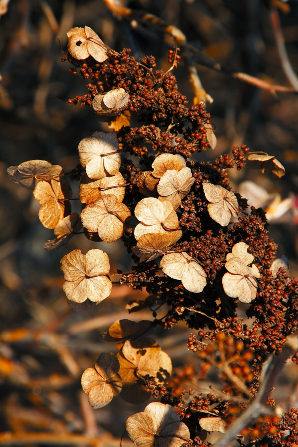 dried seed heads