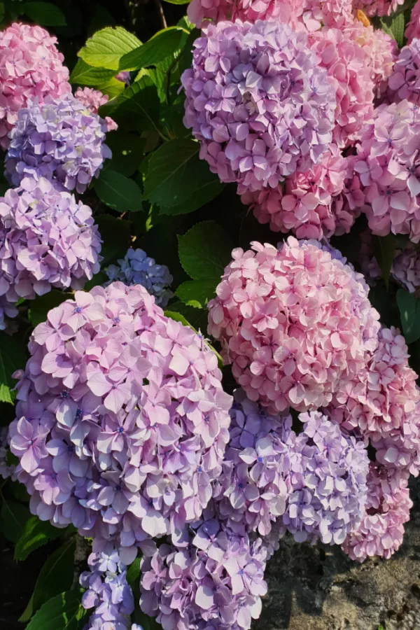 how to care for hydrangeas in the fall