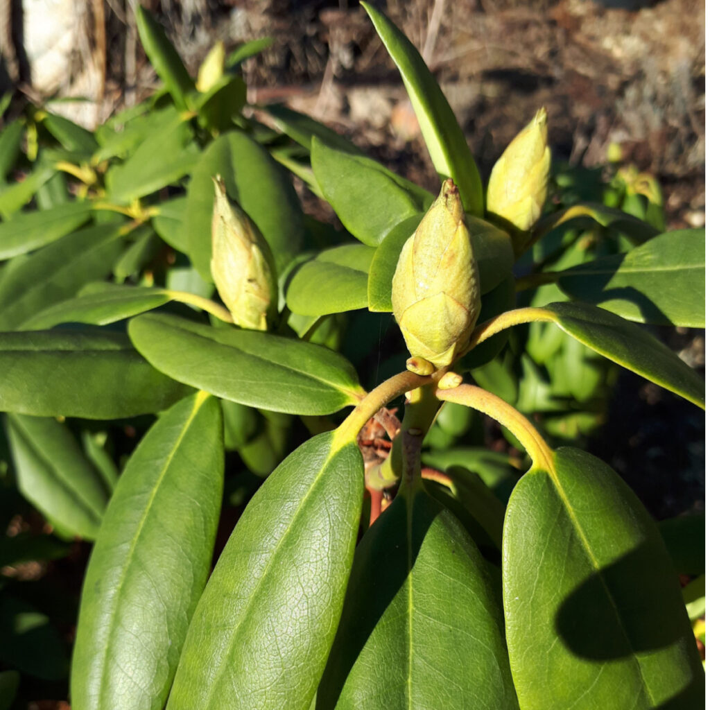 fall rhododendron care