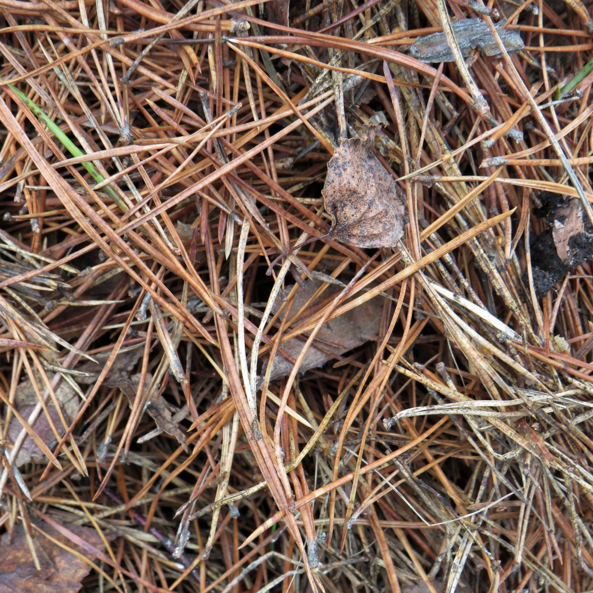 How To Use Pine Needles As Mulch - Where To Use Pine Needles!
