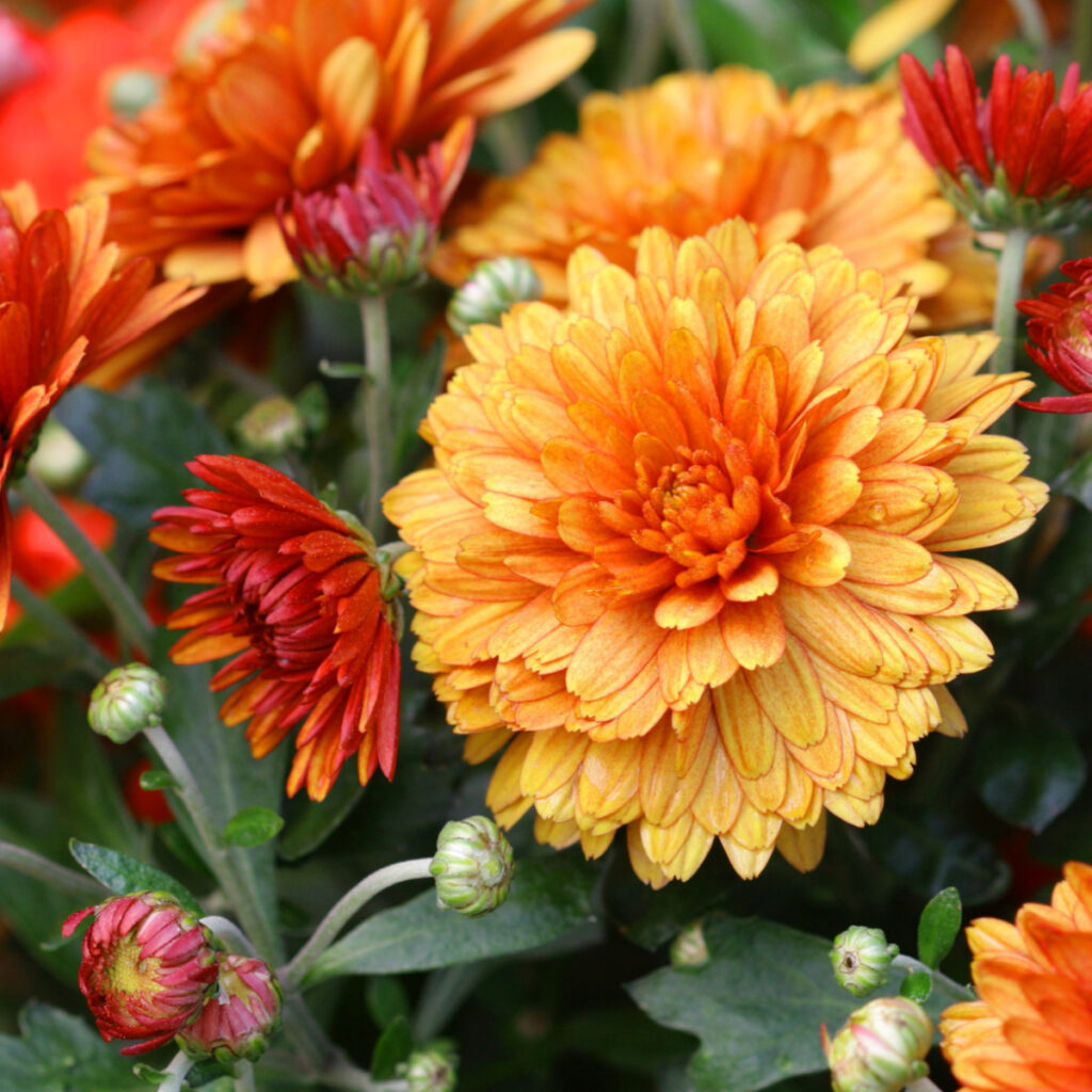 Mums in bright orange blooming - saving their seeds might not end up with exact copies of these plants.