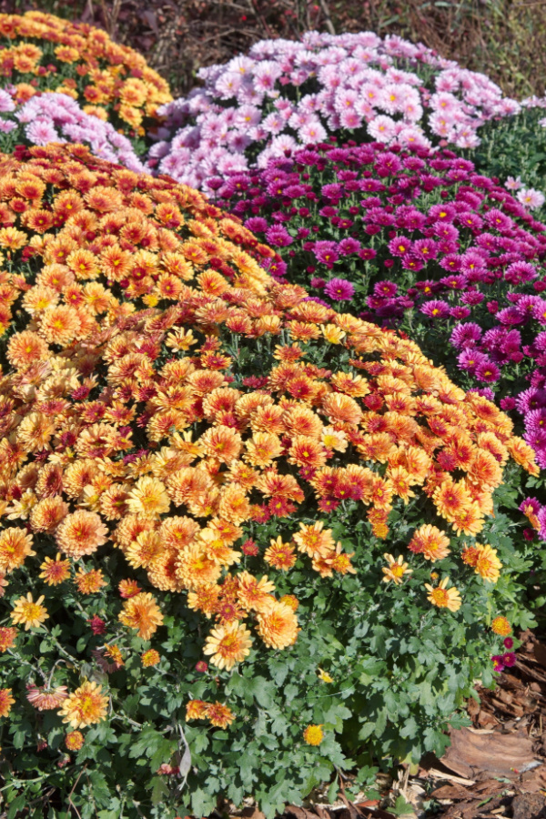 Multiple different colors of mum plants you can save seeds from blooming in orange, purple, and light pink.
