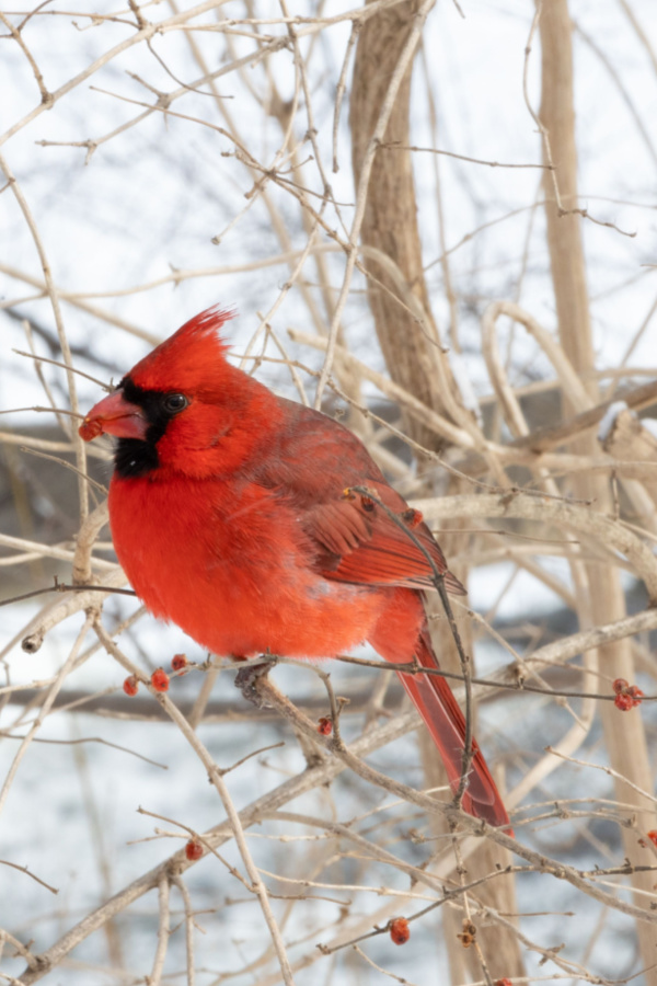 Cardinals in the winter