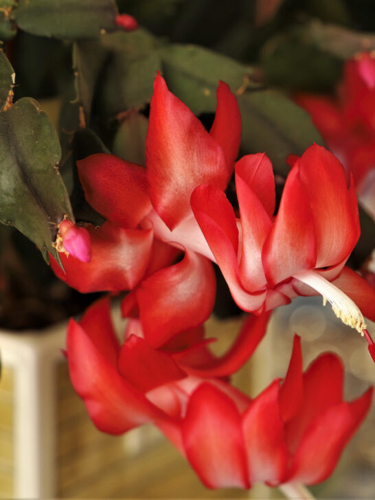 fertilizing Christmas cactus with coffee grounds