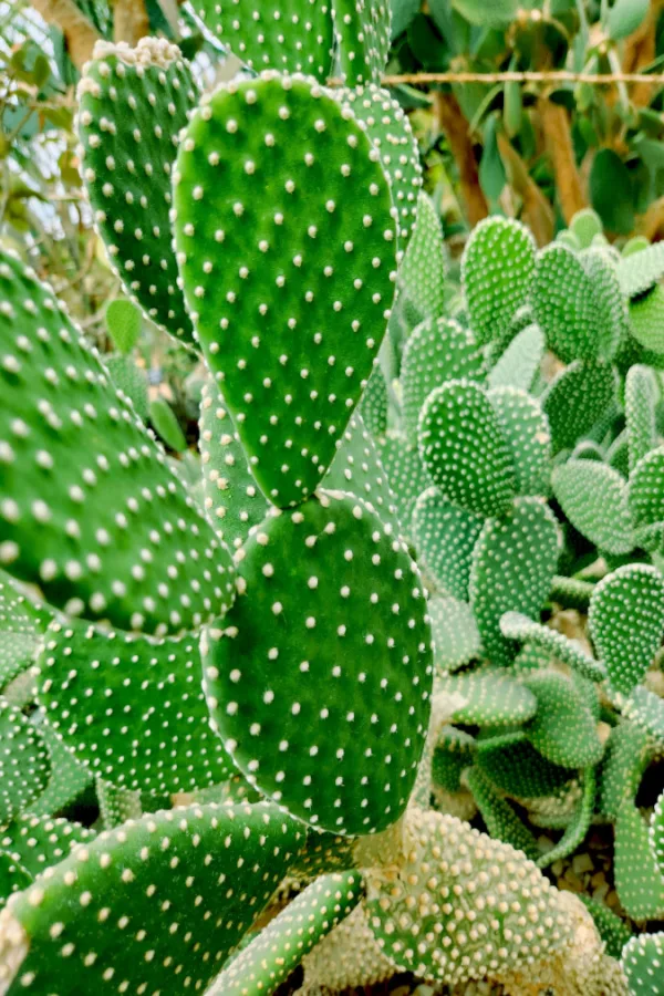 desert cactus