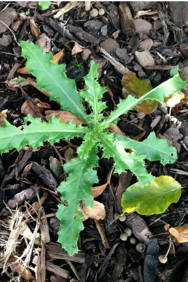 thistle in flowerbeds - how to prepare flowerbeds for winter