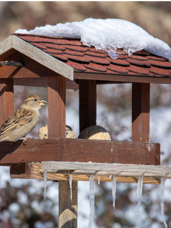 feeding birds in the winter