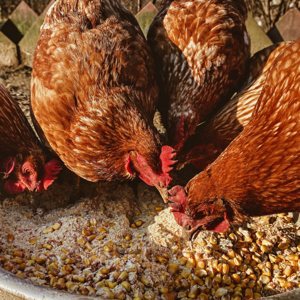 how to make chicken feed