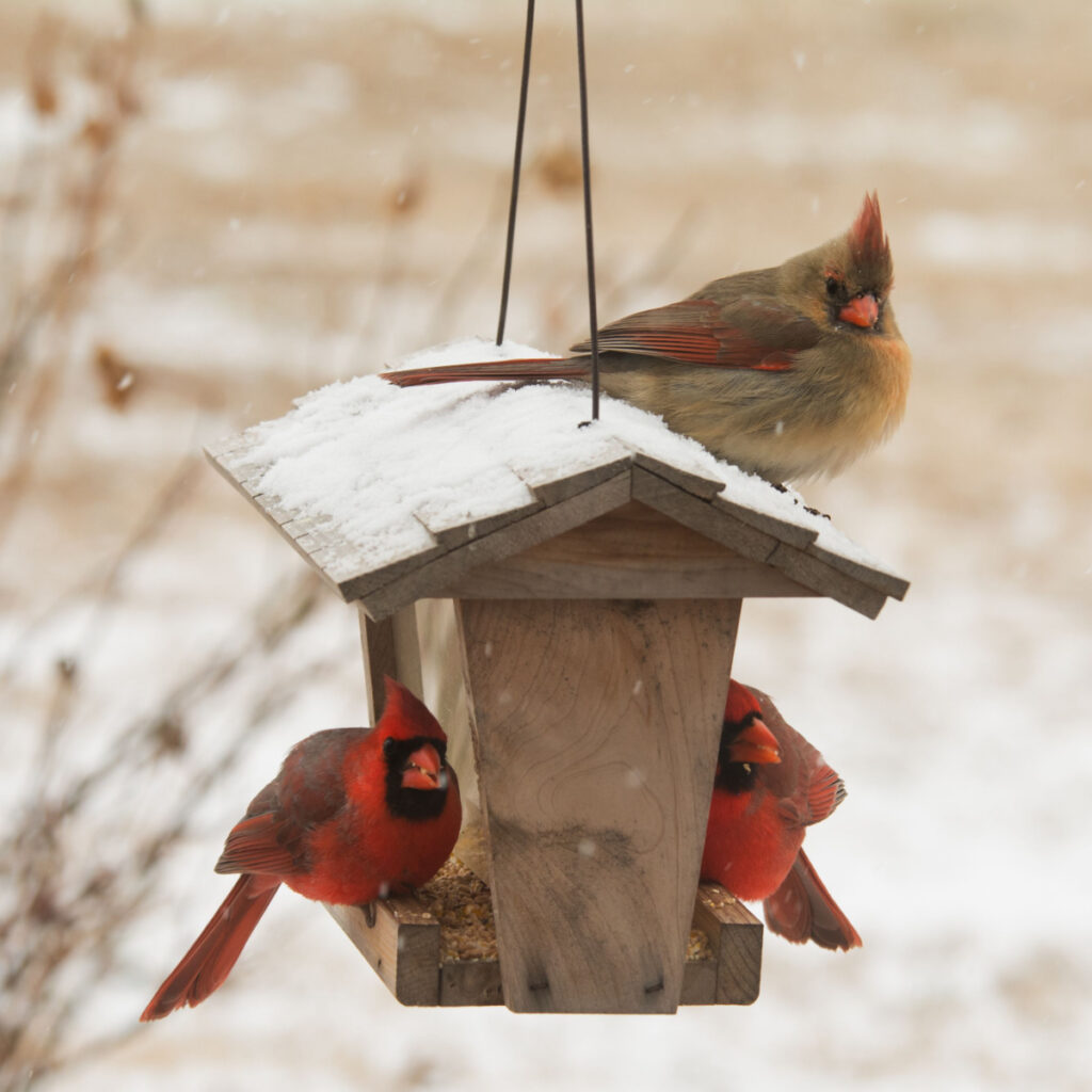 how to attract and feed cardinals in the winter