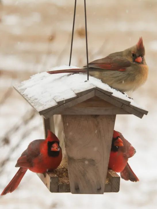 how to attract and feed cardinals in the winter