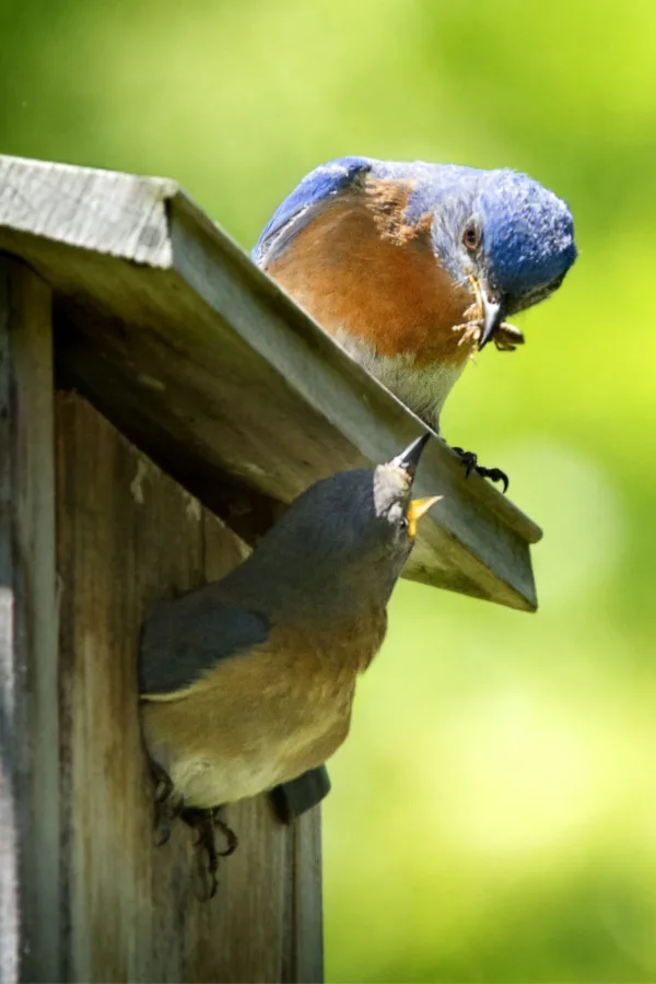 bluebirds feeding