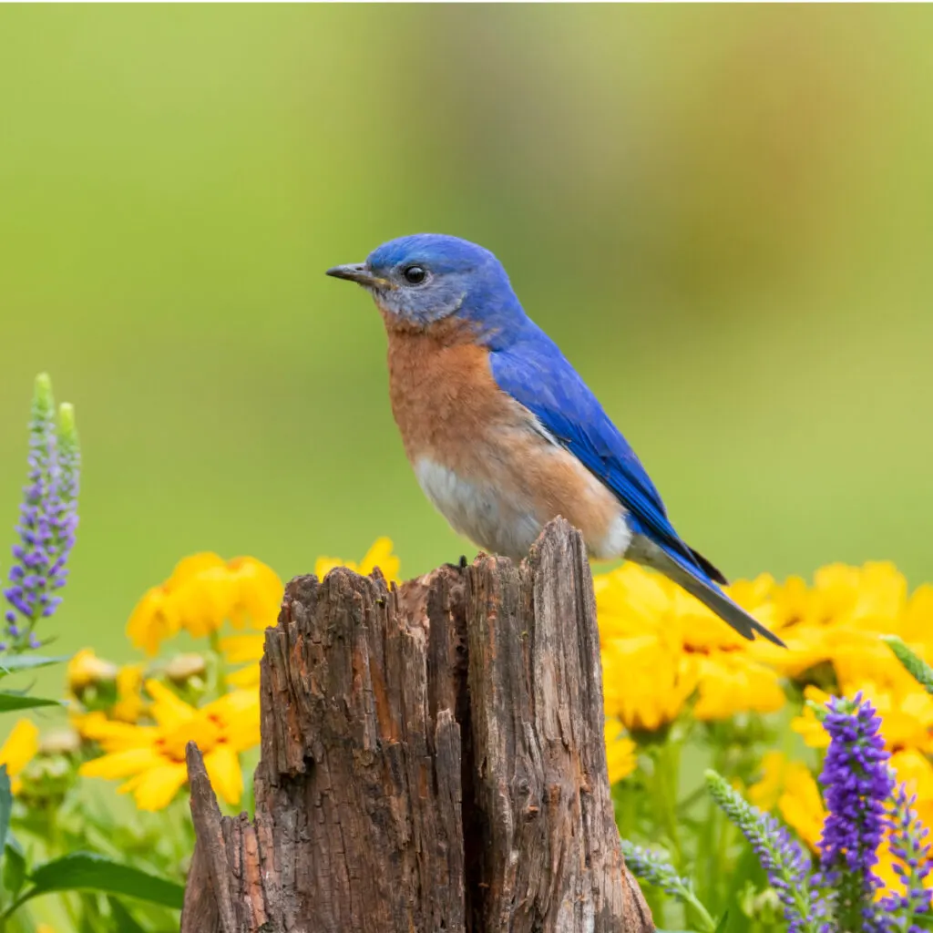 bring bluebirds to your yard