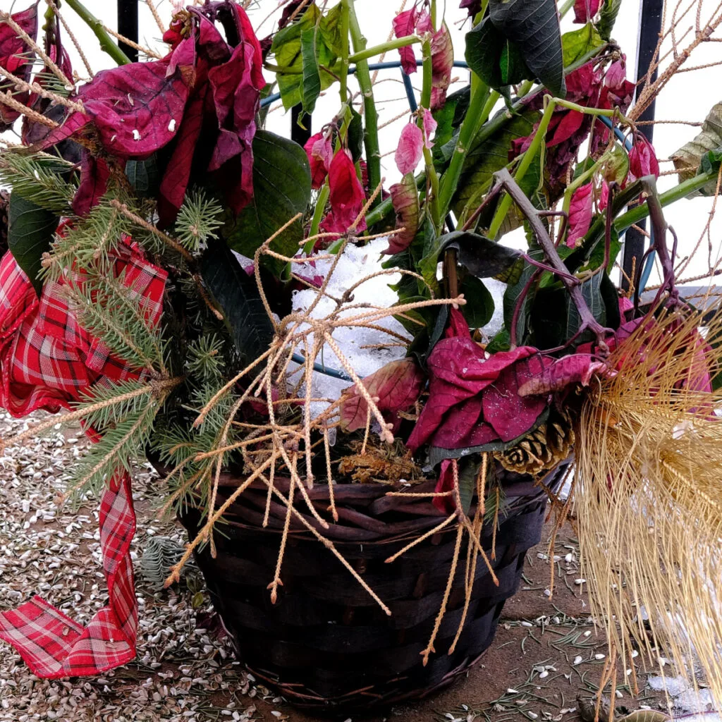 dying poinsettia plant