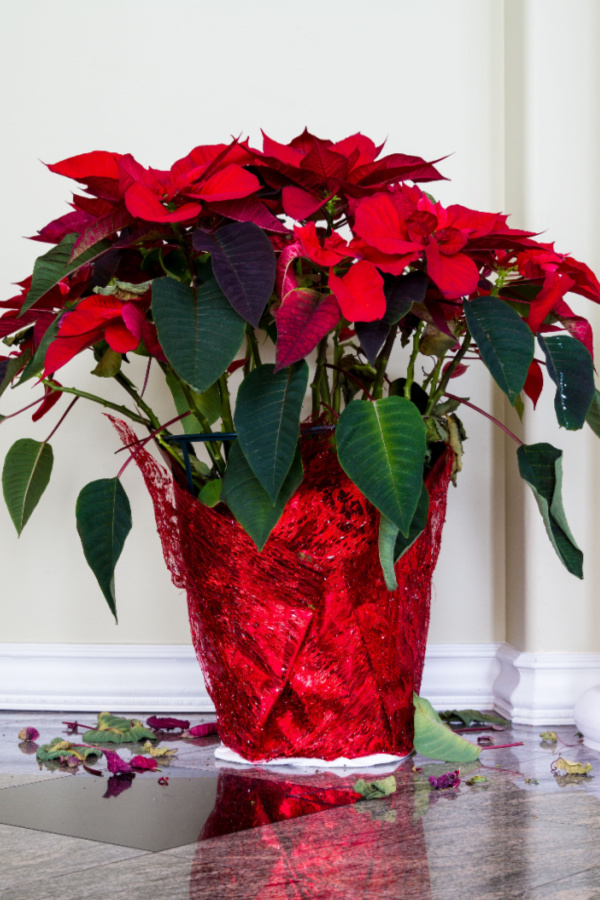 Leaves of a poinsettia - how to water poinsettias