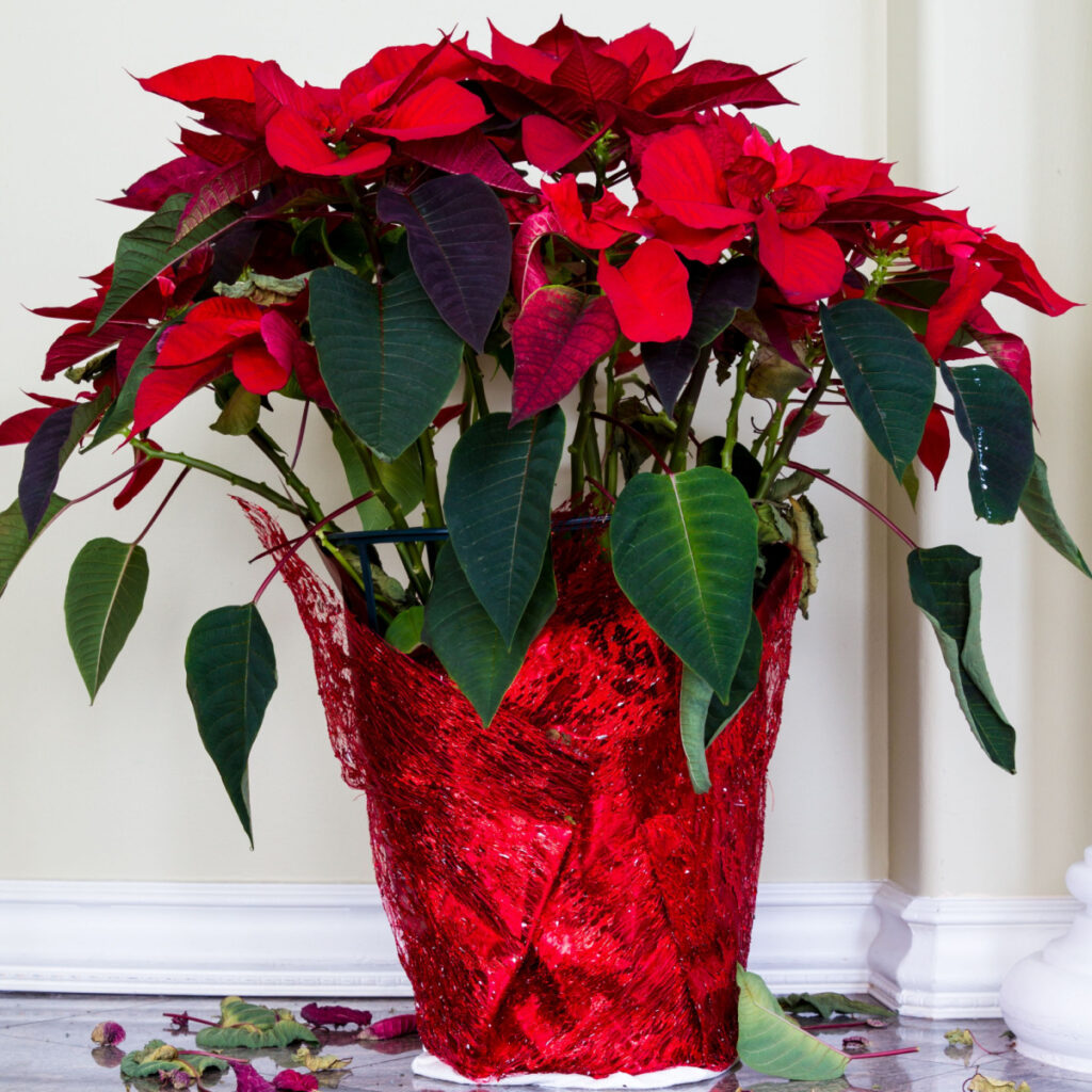 keep poinsettia plants alive after they bloom