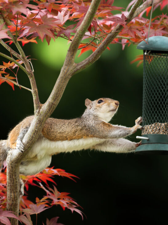 stop squirrels from robbing bird feeders