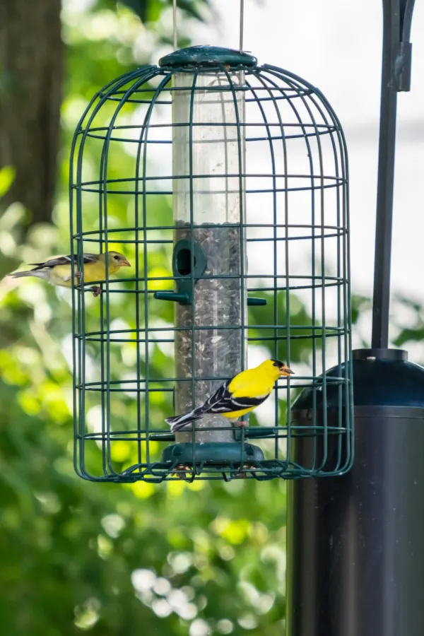 bird cage feeder
