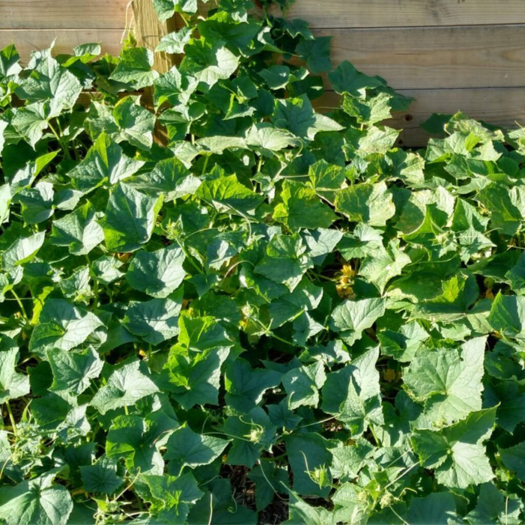 growing cucumbers in straw bales