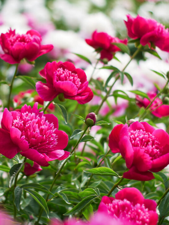 how to fertilize peonies