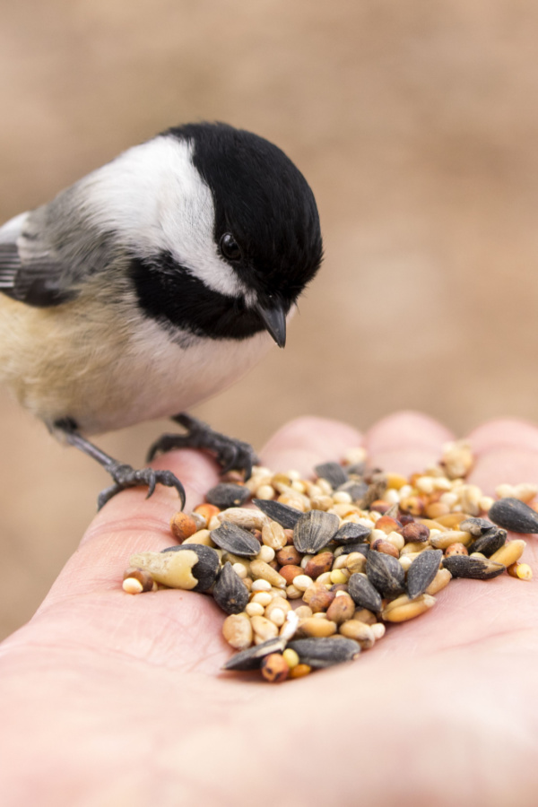 how to attract and feed chickadees