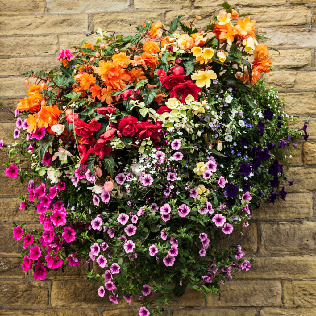 plant and grow hanging baskets from seed