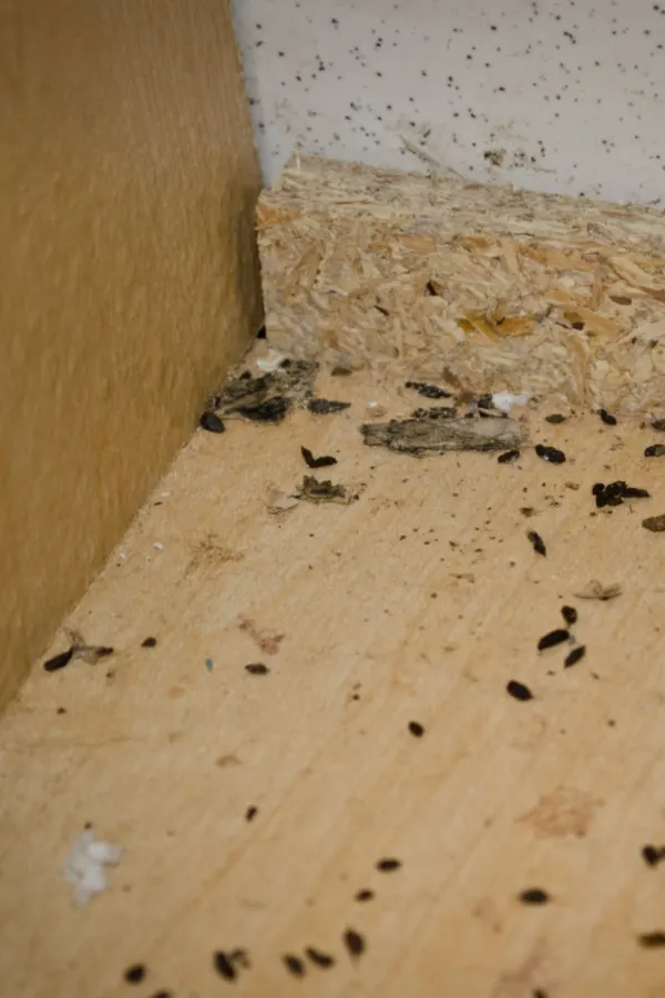 droppings in a cabinet