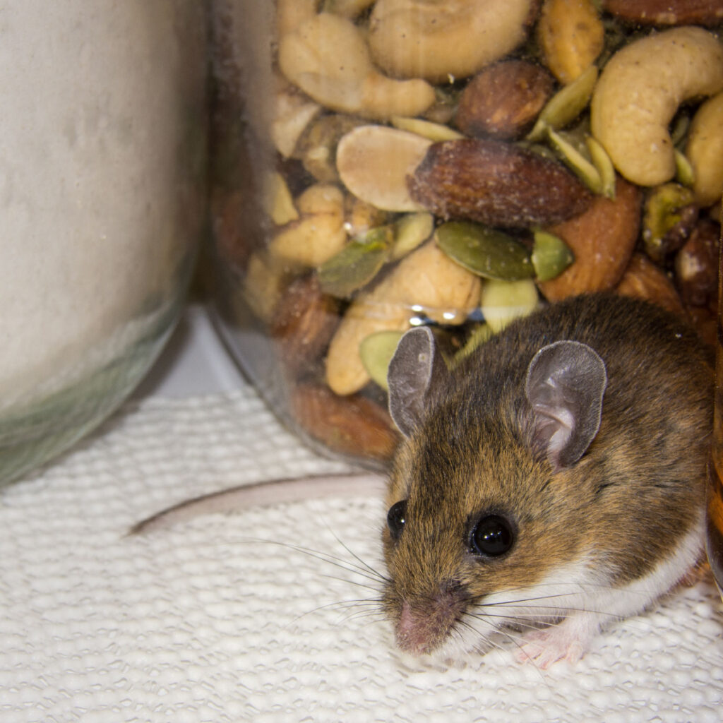 use cinnamon to keep mice out