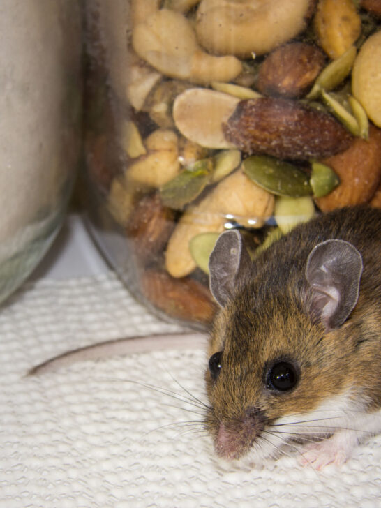 use cinnamon to get rid of mice