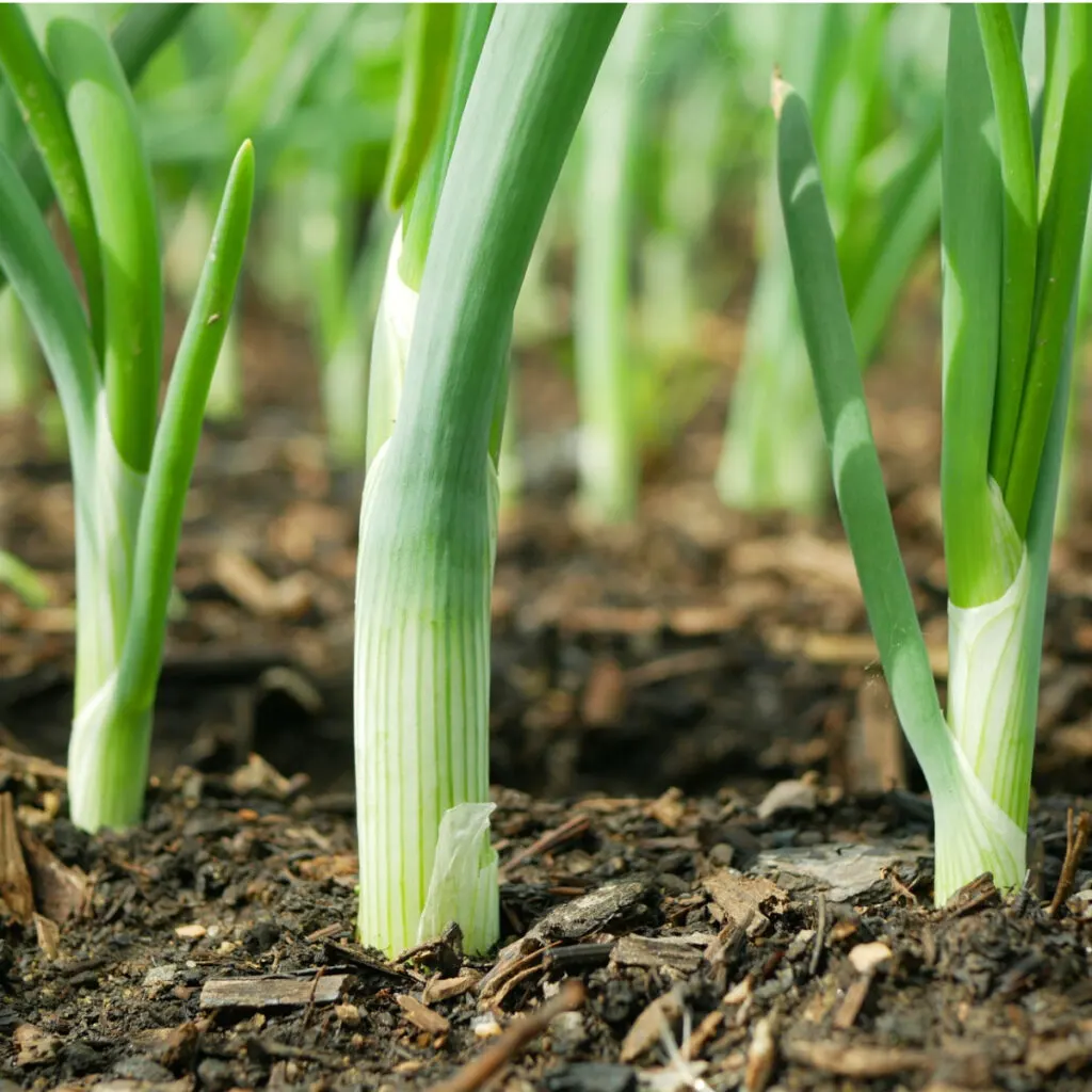 planting onion sets