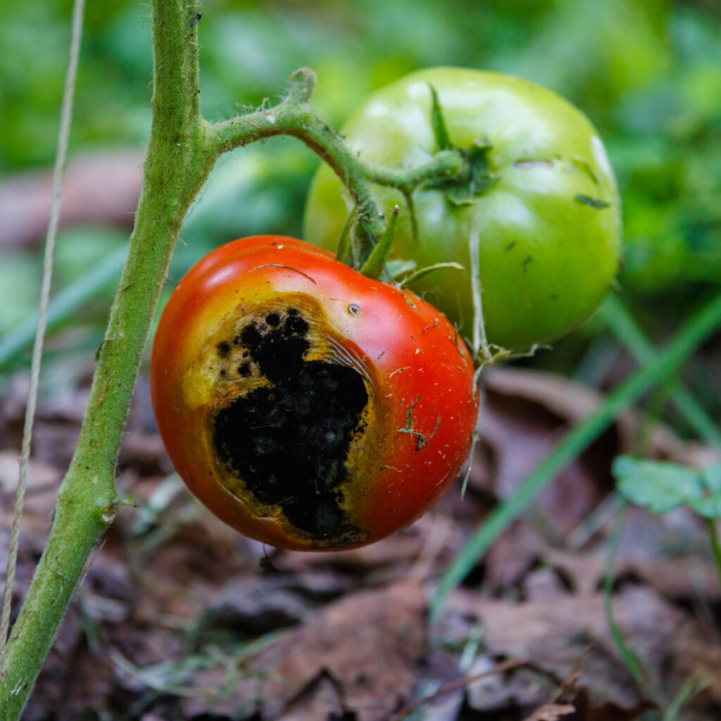 how to tomato blight
