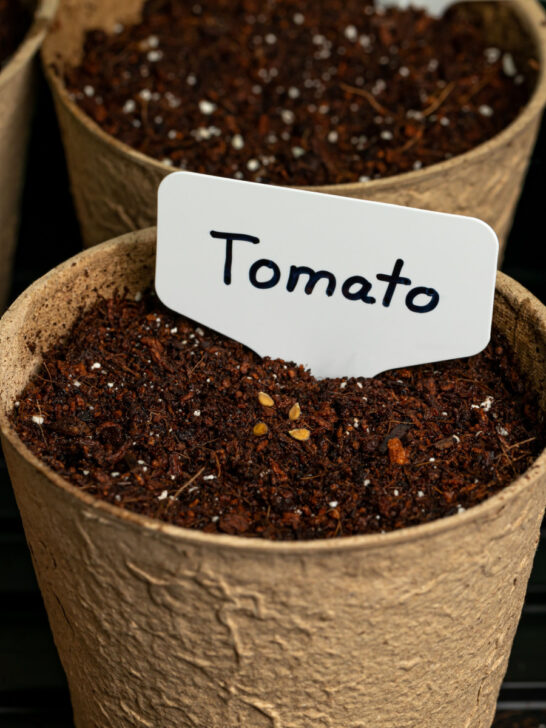 starting tomato plants indoors