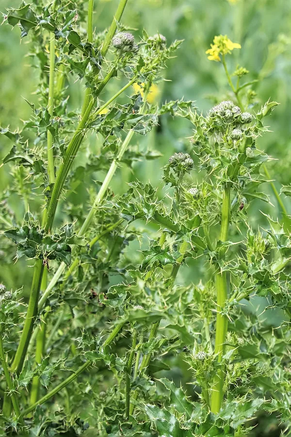 how to eliminate thistle