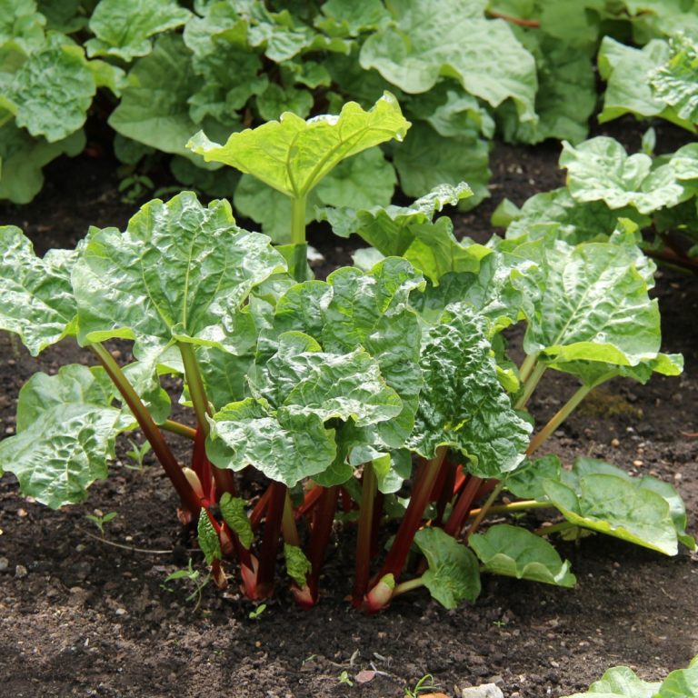 Rhubarb plant