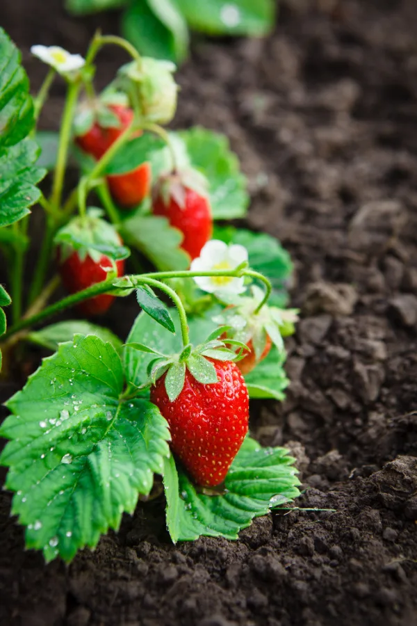 fertilizing strawberry plants