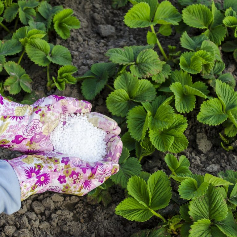 fertilize strawberry plants