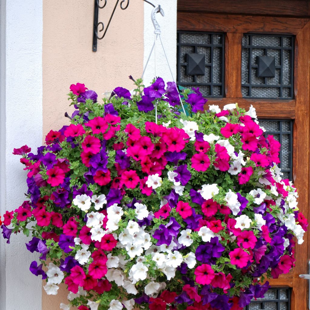 how to keep petunias blooming and make them last