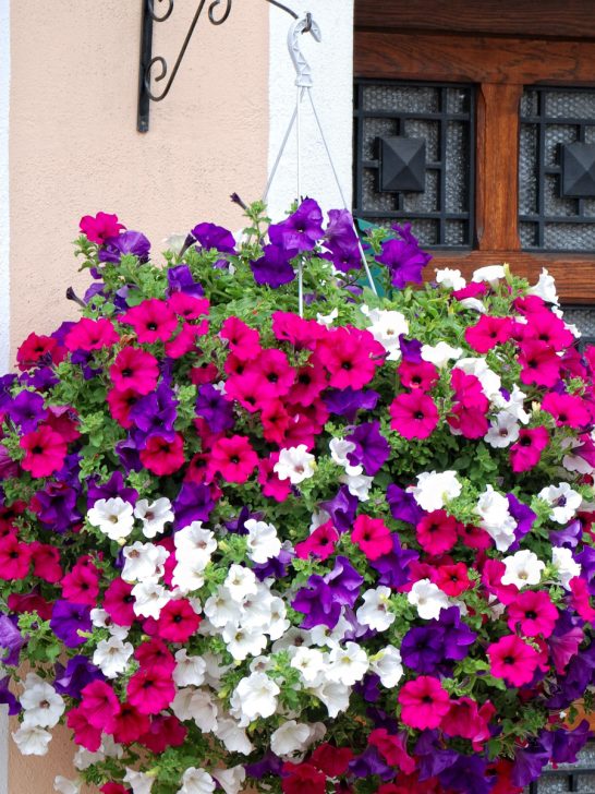 how to keep petunias blooming and make them last