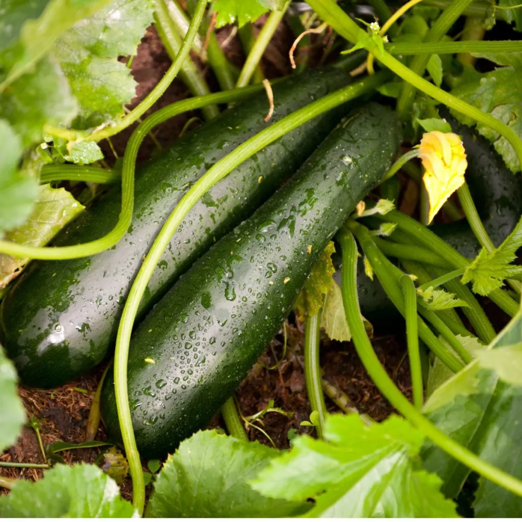 plant zucchini in straw bales