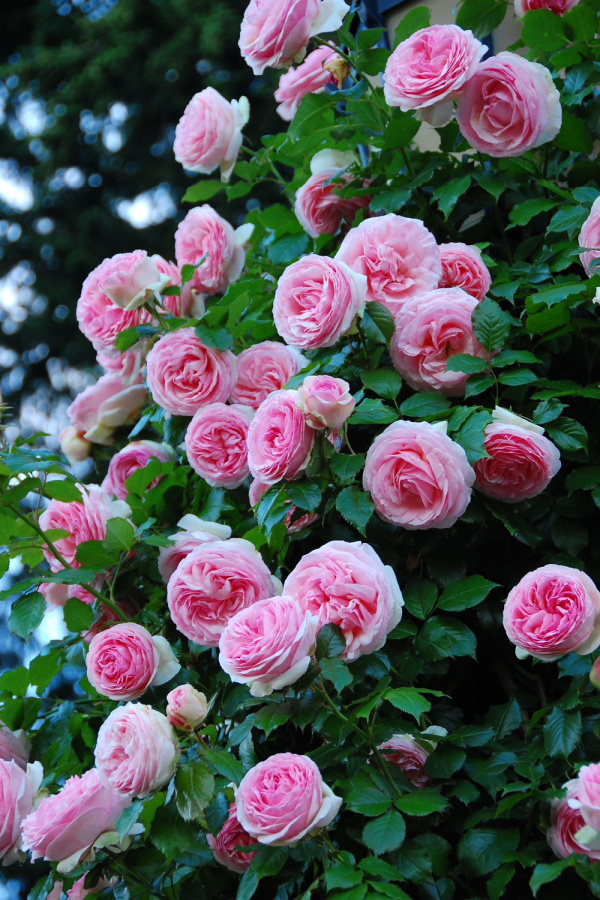 How To Prune Rose Bushes Before Spring - GardenInBloom.com