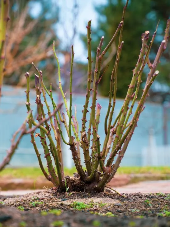 prune rose bushes
