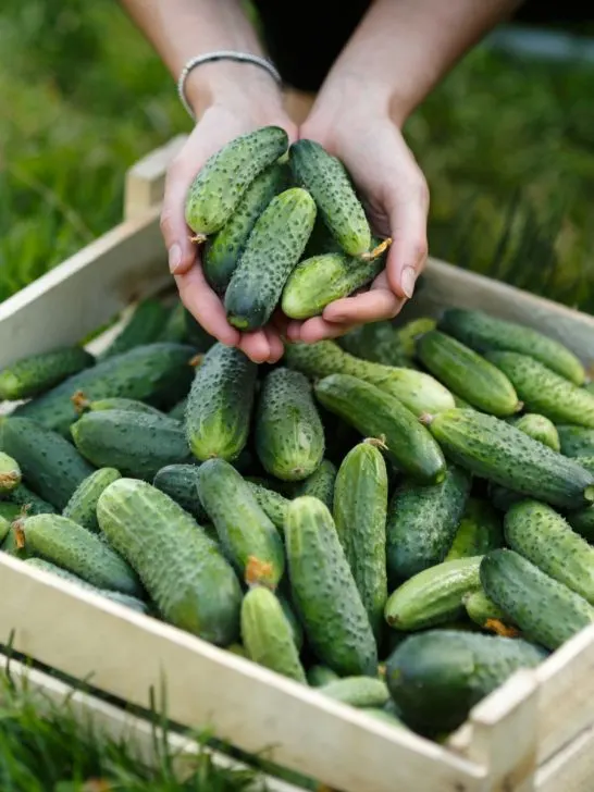 secrets to growing cucumbers