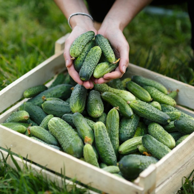 secrets to growing cucumbers