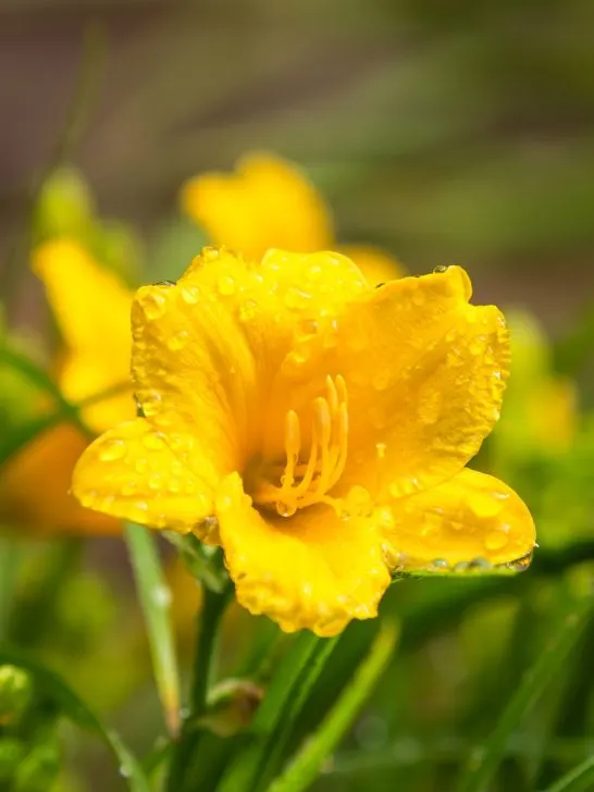 how to clean up and fertilize daylilies in spring